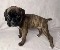yellow Collar , a female Boxer for sale in San Jose, CA – 3 of 9