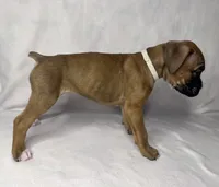 white collar, a female Boxer for sale in San Jose, CA – 5 of 7