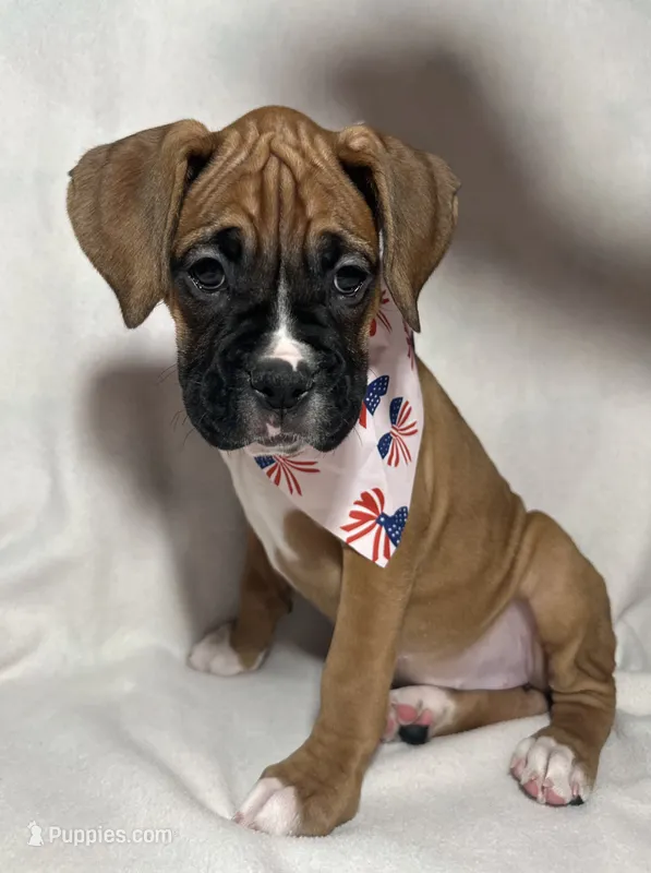 Purple Collar – Boxer puppy for sale in San Jose, CA