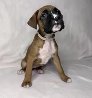 white collar, a female Boxer for sale in San Jose, CA – 3 of 7