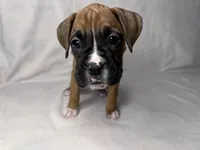 Purple Collar, a female Boxer for sale in San Jose, CA – 5 of 9
