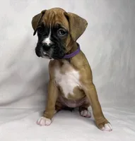 Purple Collar, a female Boxer for sale in San Jose, CA – 7 of 9