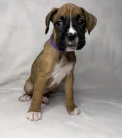 Purple Collar, a female Boxer for sale in San Jose, CA – 2 of 9