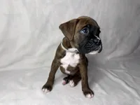 Gray Collar , a male Boxer for sale in San Jose, CA – 5 of 9