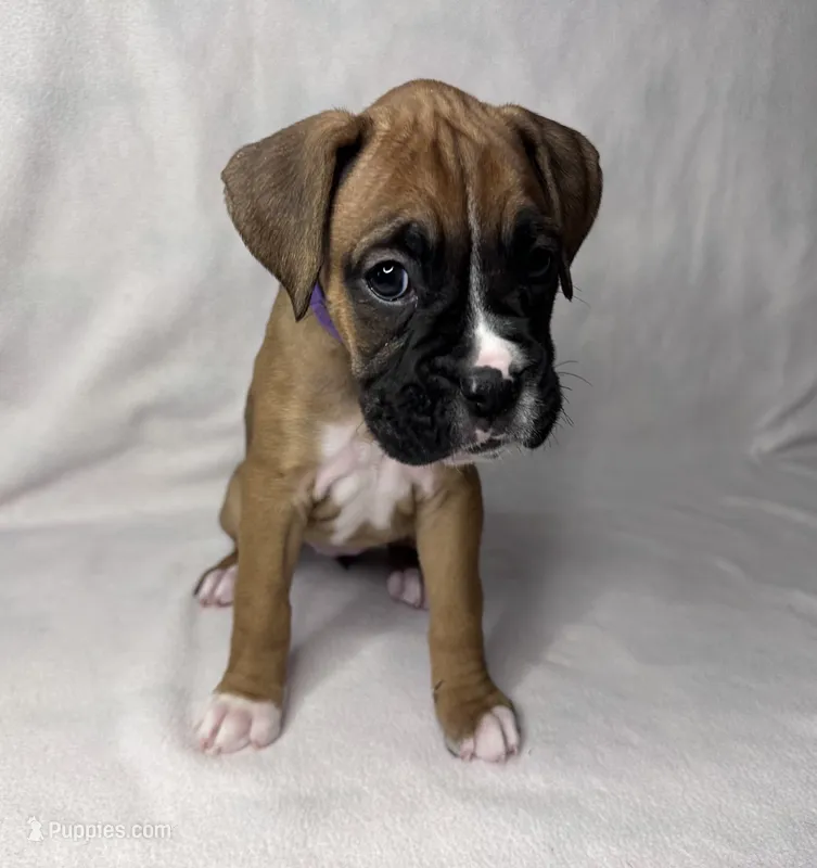 Purple Collar – Boxer puppy for sale in San Jose, CA