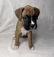 Purple Collar, a female Boxer for sale in San Jose, CA – 1 of 9