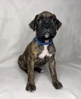 Blue collar, a male Boxer for sale in San Jose, CA – 4 of 8