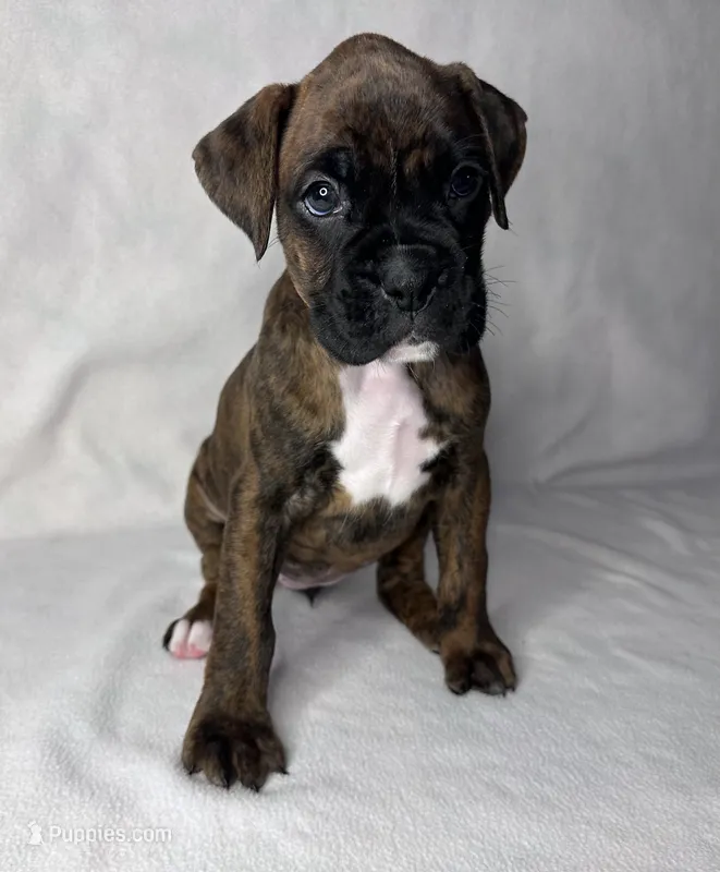 Orange Collar  – Boxer puppy for sale in San Jose, CA