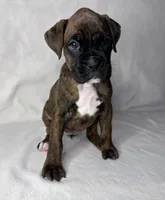 Orange Collar , a female Boxer for sale in San Jose, CA – 1 of 7