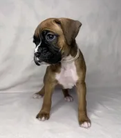 white collar, a female Boxer for sale in San Jose, CA – 4 of 7