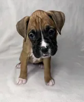 Purple Collar, a female Boxer for sale in San Jose, CA – 6 of 9