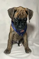 Blue collar, a male Boxer for sale in San Jose, CA – 4 of 10