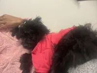 Bella, a female Yorkipoo for sale in Frederick, MD – 6 of 8