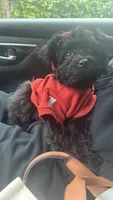 Bella, a female Yorkipoo for sale in Frederick, MD – 2 of 8