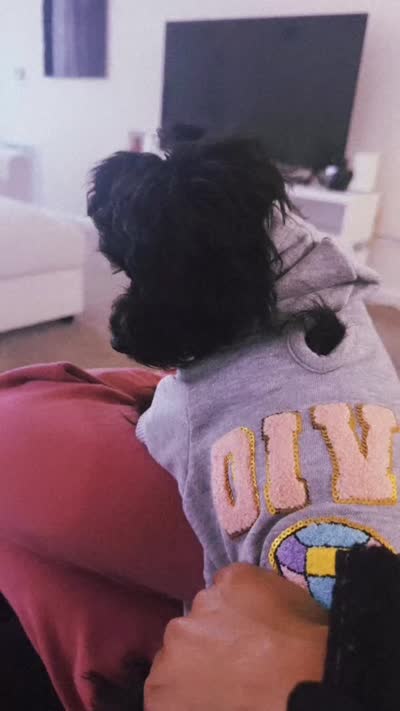 Bella, a female Yorkipoo for sale in Frederick, MD – 8 of 8