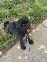 Bella, a female Yorkipoo for sale in Frederick, MD – 7 of 8
