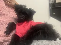 Bella, a female Yorkipoo for sale in Frederick, MD – 4 of 8