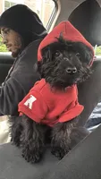 Bella, a female Yorkipoo for sale in Frederick, MD – 3 of 8