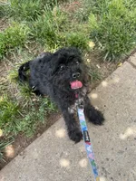 Bella, a female Yorkipoo for sale in Frederick, MD – 5 of 8
