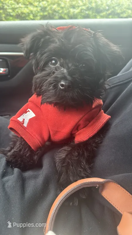 Bella – Yorkipoo puppy for sale in Frederick, MD