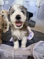 Pebble , a female Bordoodle for sale in Phoenix, AZ – Photo 4 of 5