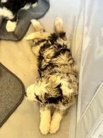 Pebble , a female Bordoodle for sale in Phoenix, AZ – Photo 2 of 5