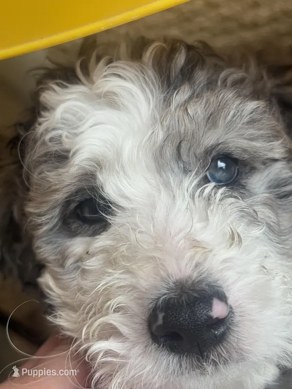 Pebble  – Bordoodle puppy for sale in Phoenix, AZ