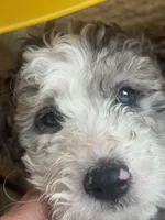 Pebble , a female Bordoodle for sale in Phoenix, AZ – Photo 1 of 5