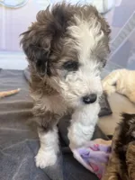 Pebble , a female Bordoodle for sale in Phoenix, AZ – Photo 3 of 5