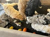 Augusta , a female Bordoodle for sale in Phoenix, AZ – Photo 5 of 5