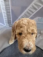 Augusta , a female Bordoodle for sale in Phoenix, AZ – Photo 2 of 5