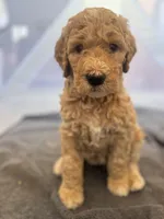 Augusta , a female Bordoodle for sale in Phoenix, AZ – Photo 1 of 5