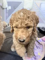 Augusta , a female Bordoodle for sale in Phoenix, AZ – Photo 3 of 5