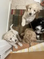 Augusta , a female Bordoodle for sale in Phoenix, AZ – Photo 4 of 5