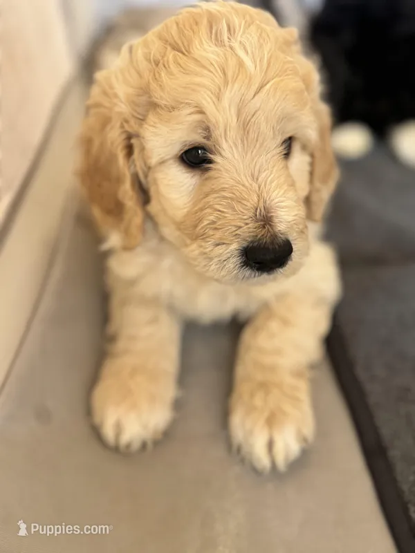 Ace  – Bordoodle puppy for sale in Phoenix, AZ