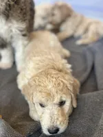 Big boy Blonde John Daly , a male Bordoodle for sale in Phoenix, AZ – Photo 3 of 5