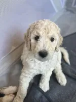 Big boy Blonde John Daly , a male Bordoodle for sale in Phoenix, AZ – Photo 2 of 5