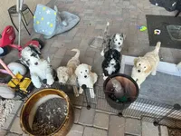 Big boy Blonde John Daly , a male Bordoodle for sale in Phoenix, AZ – Photo 5 of 5