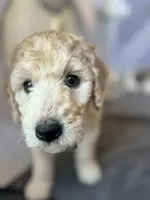 Big boy Blonde John Daly , a male Bordoodle for sale in Phoenix, AZ – Photo 1 of 5