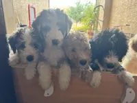 Black Jack, a male Bordoodle for sale in Phoenix, AZ – Photo 2 of 4