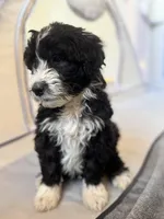 Black Jack, a male Bordoodle for sale in Phoenix, AZ – Photo 1 of 4