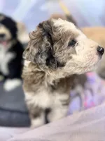 Caddie , a female Bordoodle for sale in Phoenix, AZ – Photo 1 of 2