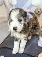 Caddie , a female Bordoodle for sale in Phoenix, AZ – Photo 2 of 2