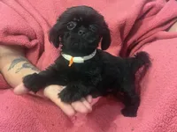Alex Girl Black, a female Shih Tzu for sale in Pelham, AL – 2 of 2