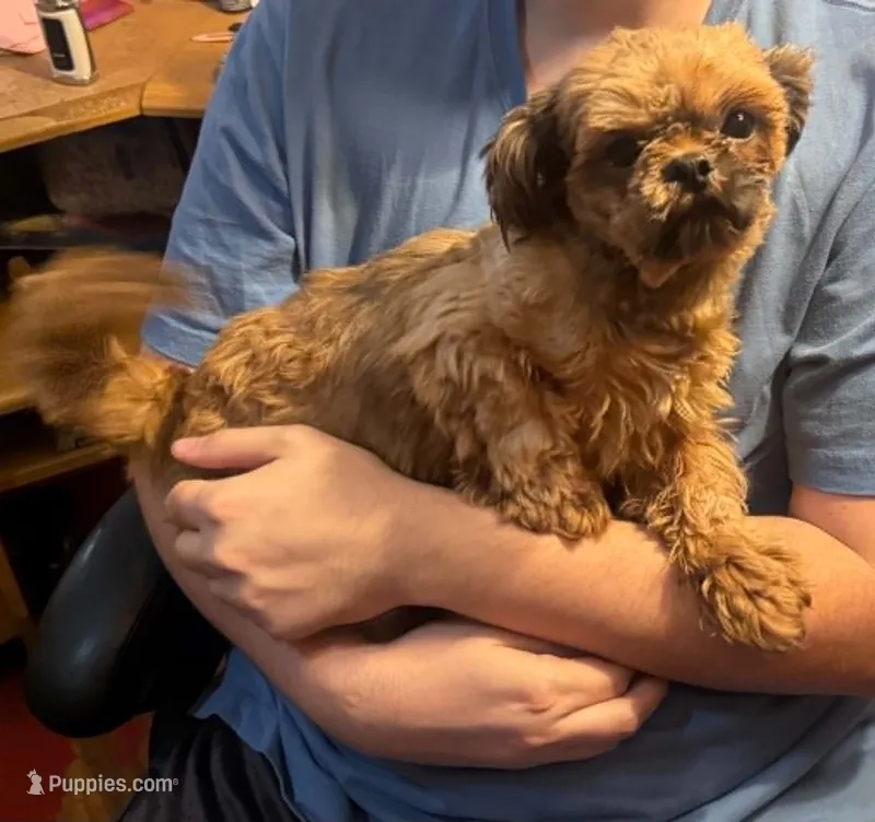 Graham Red – Shih Tzu puppy for sale in Pelham, AL