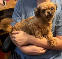 Graham Red, a male Shih Tzu for sale in Pelham, AL – 1 of 2