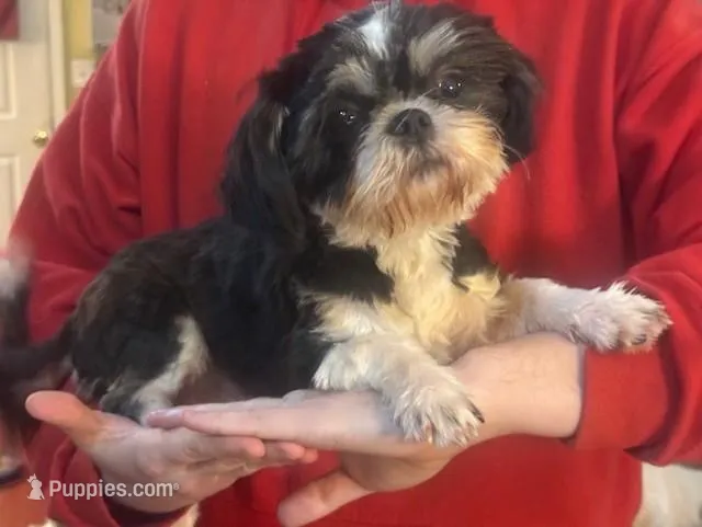 Alana Girl black & White