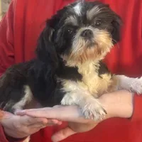 Alana Girl black & White, a female Shih Tzu for sale in Pelham, AL – 1 of 1
