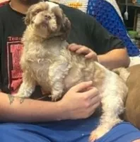 Allie, a female Shih Tzu for sale in Pelham, AL – 1 of 1