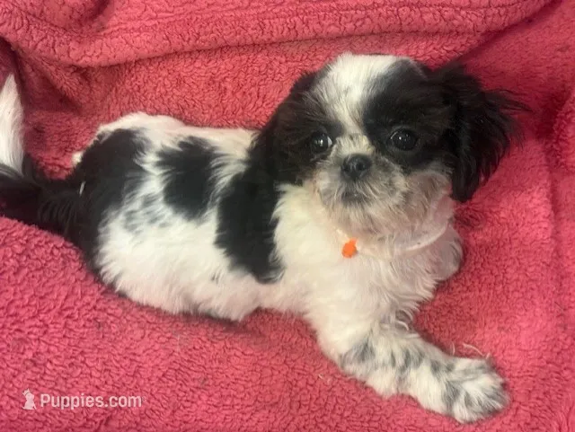 Alex Girl Black & White – Shih Tzu puppy for sale in Pelham, AL